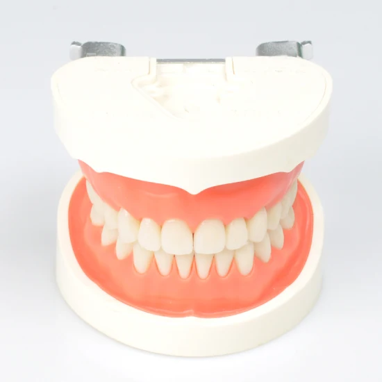 치과 기공소 인상 교합기를 위한 매우 안정적인 데스크탑 3D 스캐너